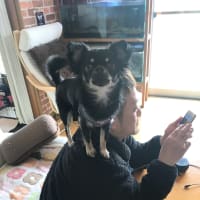 肩乗り犬