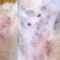 湿度の話。犬は湿度が高くなると、かゆみ、皮膚病が増えます。