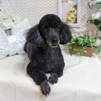 我が家のピノ・ノアール　furyi_furyiさんより