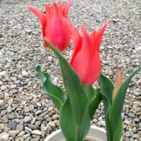 チューリップ、午前と午後の形　＆　芝刈りスタート