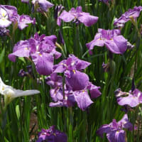 彩湖・道満グリーンパークの花菖蒲