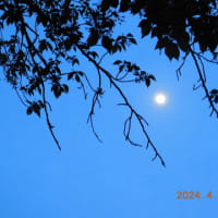 今日も月が青空から見え、今も空にいます