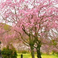 桜・パノラマロードとさくらの里