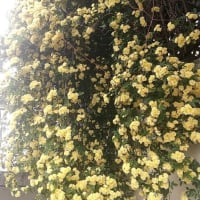 ブワッと咲くのです