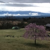 枝垂れ桜リレー