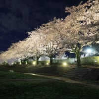 河川敷の「桜」満開と📷part4完結「テーマ編😜」