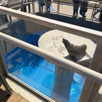 GWは茨城へ(アクアワールド水族館②)