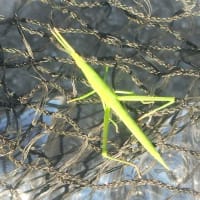 昆虫さん達