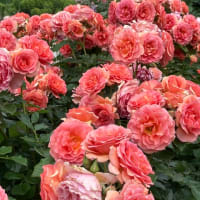 花言葉もバラバラ🌹