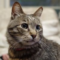 日本猫は凛々しい