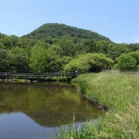 380 甲山森林公園で アジサイを撮る Tikara S Photoroom 380 甲山森林公園で アジサイを撮る Tikara S Photoroom