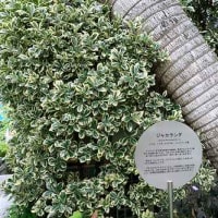 ジャカランダの花