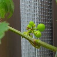 裏庭のぶどう