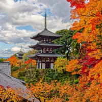 奈良県葛城市 當麻寺西南院の紅葉
