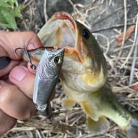 灼熱の野池‼