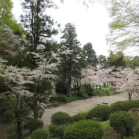 日曜朝のグリーンエクササイズ：本丸奥の桜を楽しんできました。