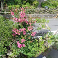 我家の庭にある「百日紅（サルスベリ）が咲き始めました　