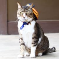 私の愛した京王線・猫電車