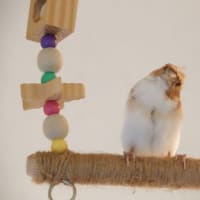 ジュウシマツたちの健康管理