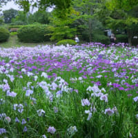 相模原公園散策～花しょうぶ園