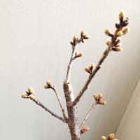 陽光桜(3月2日)