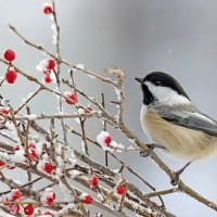 chickadee