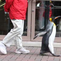 王様ペンギンの歩み
