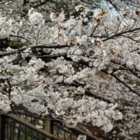 桜速報（笑）　　　ウオーキング