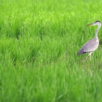 鳥たちの姿は