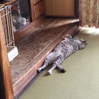 そっくり