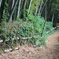 東久留米・竹林公園
