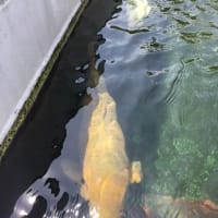 ツツジと鯉