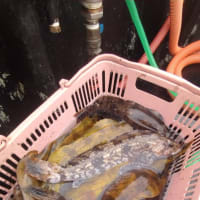 釣果情報