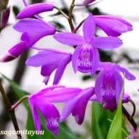 「相模原麻溝公園」では「シラン」が紫の花穂を！！