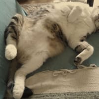 猫獣戯画