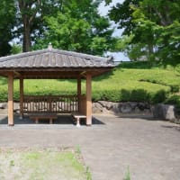栃木県真岡市、亀山１丁目「太子の笠松」（県指定・とちぎの名木）です！！