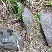 Vol.286 直城 (9) 島のおへそ