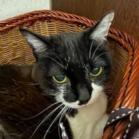 なつの　はこいり。