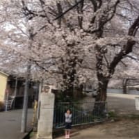 桜、満開・・・