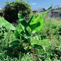 我が家の植物