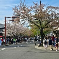松尾大社から苔寺を回り、嵐山に抜ける－雑踏を避けて市内展望の散策