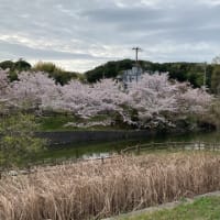 テスト 河内ダムの桜