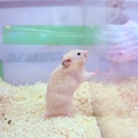 キンクマハムスター