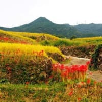 佐賀県・伊万里市の「東田代の棚田」