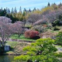 終わりよければの花見バスツアー
