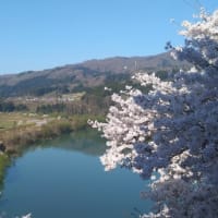 会津柳津の桜と鐘の音