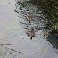 24/8/5【８時台からのお散歩】　小学生になった夏休みは、カワセミがアゲハ蝶が鴨の家族と