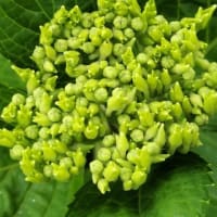 そろそろ紫陽花の季節？