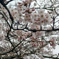日向神桜🌸…もうすぐ満開？