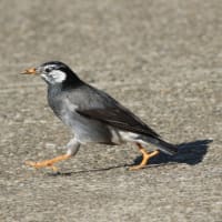 身近な野鳥「ムクドリ」